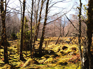 Spring Joy in the Forest                                                                                                                     