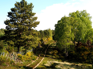   Summers Sunlight Path                                                                                                                   