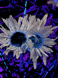 Abstract Daises Duo on an Abstract Background 