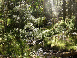 Summer Light in the Scottish Highlands