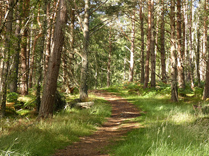 Scottish Highlands Summer Path