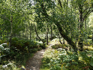  Scottish Highlands Birch Sunlit Trail                                                                                                                    