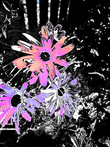 Abstract Pink and Purple Daisy Flowers