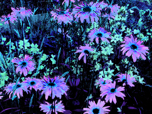 Impressionistic Vibrant Multitude of Daises