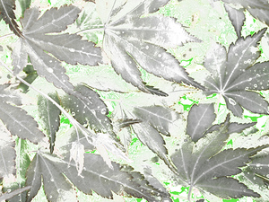 Abstract Acer Leaves in Grey on Green