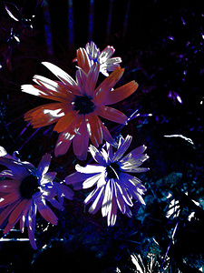 Abstract Luminescent Daises