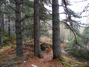  Serene Pine Forest Trail                                                                                                                   