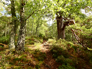 A Walk Through the Scottish Highlands 