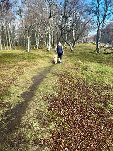 Scenes from the Trail - Impressionistic Dog Walk 