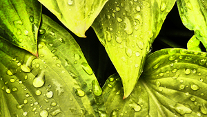  Impressionistic Hosta Leaves 