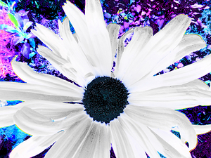 Abstract Vibrant Contrasting Daisy