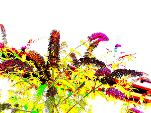 Abstract Summer Buddleia                                                                                                                      