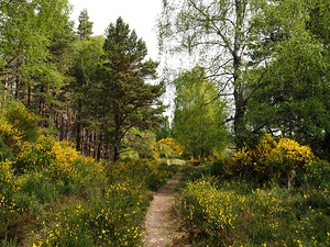 Scottish Highlands Spring Broom Walk                                                                                                                      