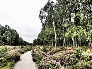  Scottish Highlands Serene Birch Forest Track                                                                                                                    