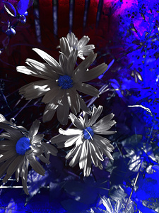 Abstract Dark Toned Daises