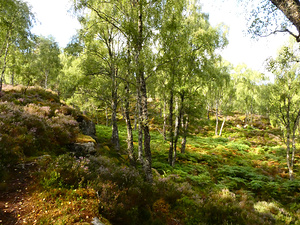 Spring Calls for the Scottish Highlands