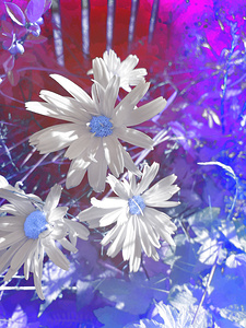 Abstract Bright Daises