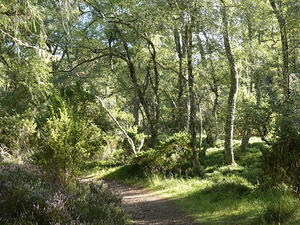 Summer Meandering Through the Scottish Highlands 