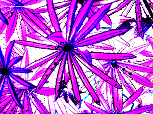  Abstract Pink and Purple Lupin Leaves                                                                                                                    