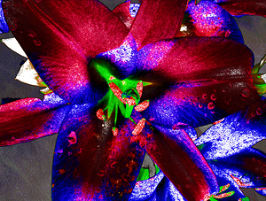 Abstract Bold Vibrant Lilies