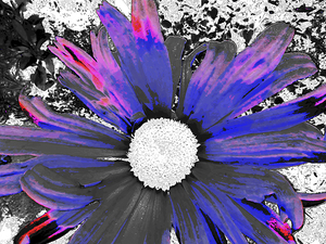 Abstract Blue and Purple Daisy