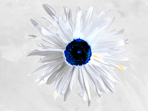 Abstract Minimalist Daisy Flower