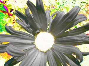 Abstract Contrasting Daisy