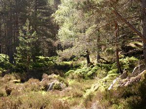 Scottish Highlands Woodland Wish  