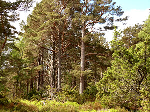 Scottish Highlands Pine Woodland 
