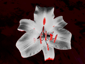 Abstract Silver Metallic Lily Flower on a Dark Background