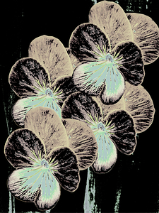  Abstract Pansies 