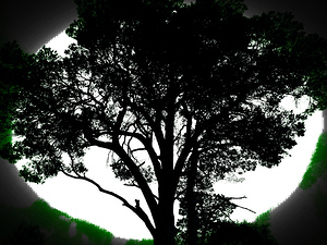  Dark Pine Tree in the Scottish Highlands                                                                                                                    