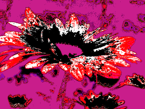 Abstract Red and Black Daisy Flower