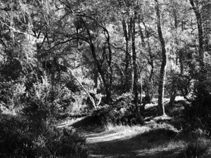 Summer Meandering Through The Scottish Highlands in Black and white