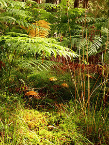 Forest Mushrooms with Ferns