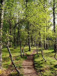  Spring Birch Woods in the Scottish Highlands                                                                                                                    