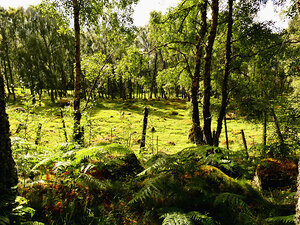 Meadows Sweet in the Scottish Highlands