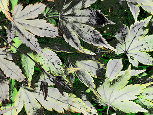 Abstract Acer Leaves in Green and Grey