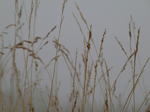Scottish Highlands Silent Mist
