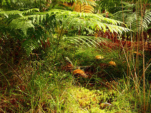 Mushrooms Amidst the Ferns 