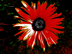 Abstract Red Daisy