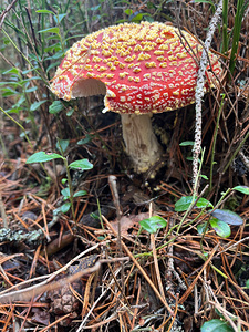  Scenes from the Trail  Fly Agaric Again
