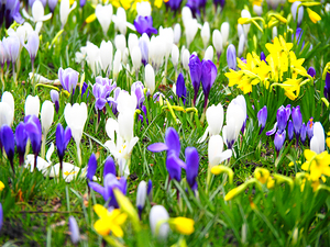 Spring Flower Meadow                                                                                                