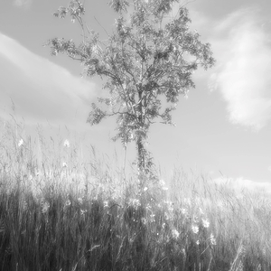 Rowan Tree in Glossy Monochrome Too