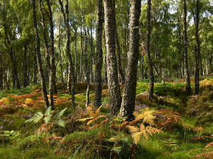 Scottish Highlands Summer Birch