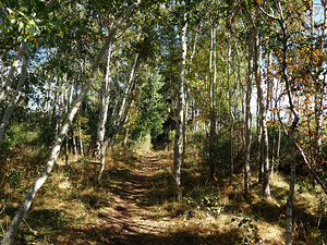 Scottish Highlands Autumnal Sunlit Forest                                                                                                                     