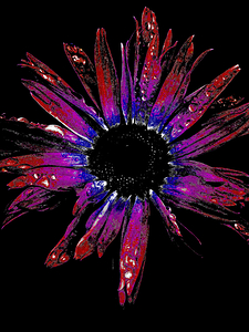 Abstract Purple and Red Daisy Flower Black Centre