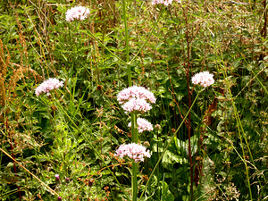 Scottish Highlands Wild Abundance