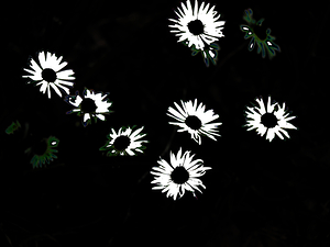  Monochrome Night Blooms                                                                                                                    