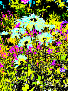 Abstract Energetic Daises in the Garden